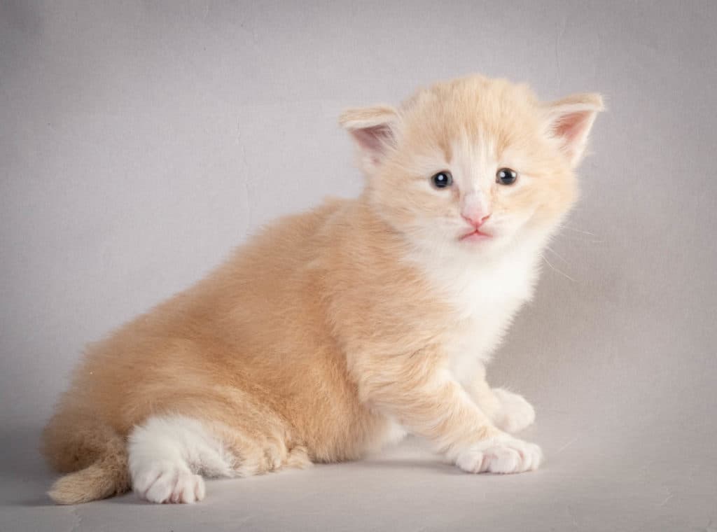 (N)Migoto's Laban, NFO e 09 22