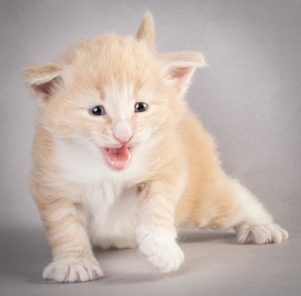 (N)Migoto's Laban, NFO e 09 22