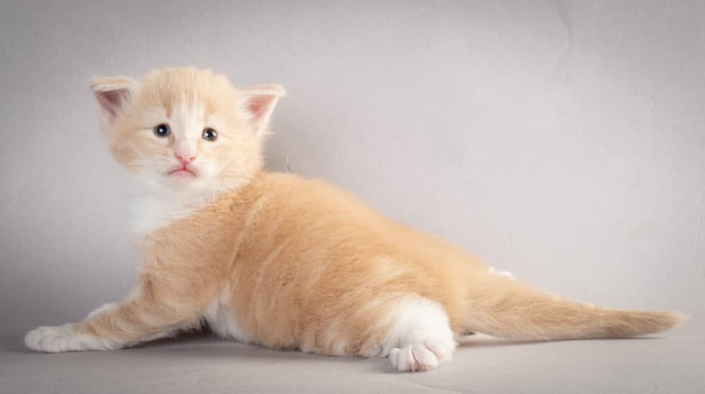 (N)Migoto's Laban, NFO e 09 22