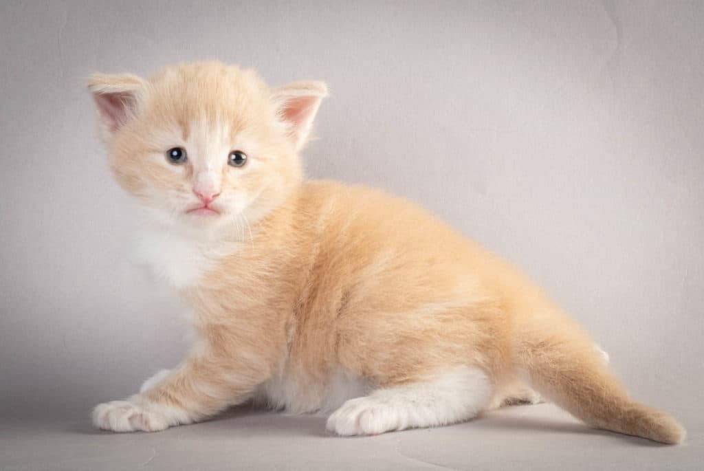 (N)Migoto's Laban, NFO e 09 22