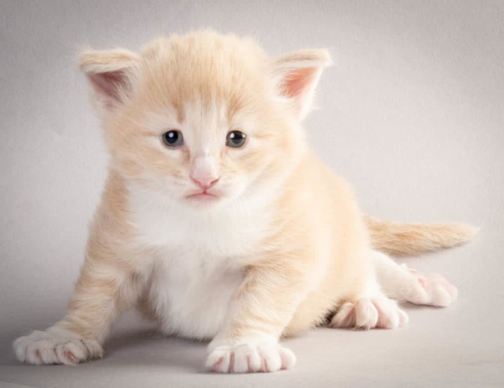 (N)Migoto's Laban, NFO e 09 22