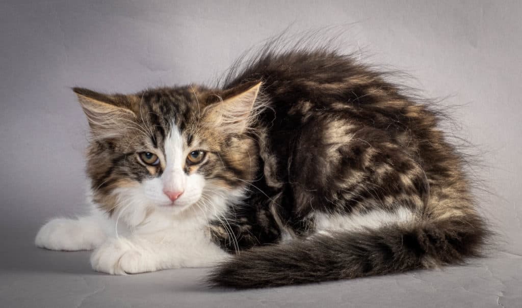 (N)Migoto's Jørgen, NFO n 03 22