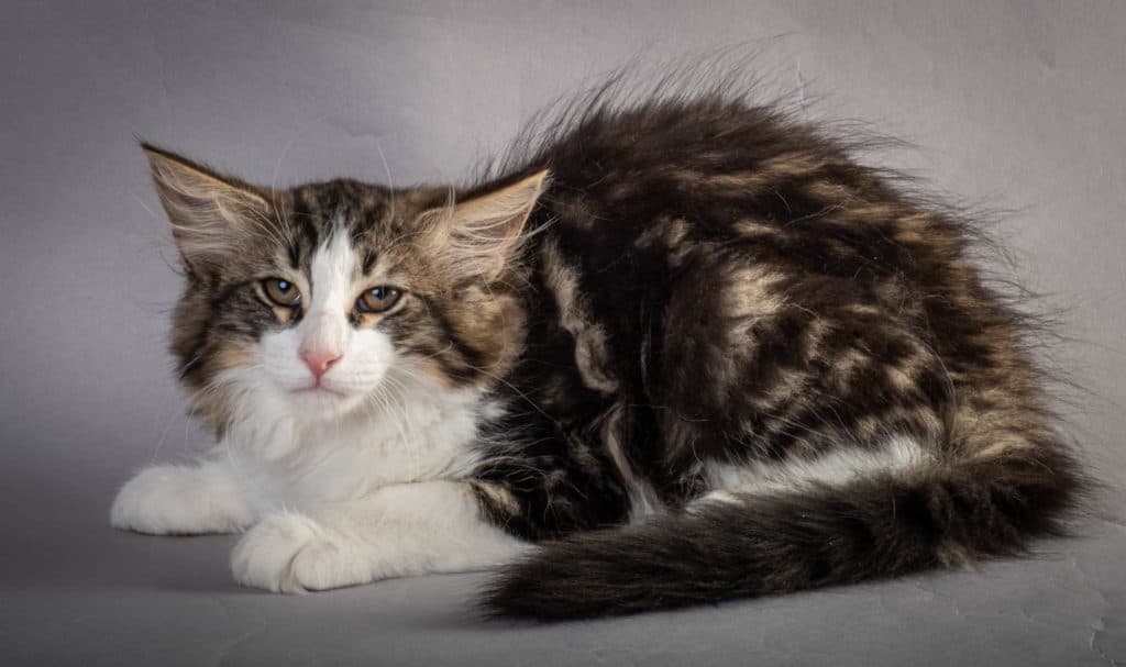 (N)Migoto's Jørgen, NFO n 03 22