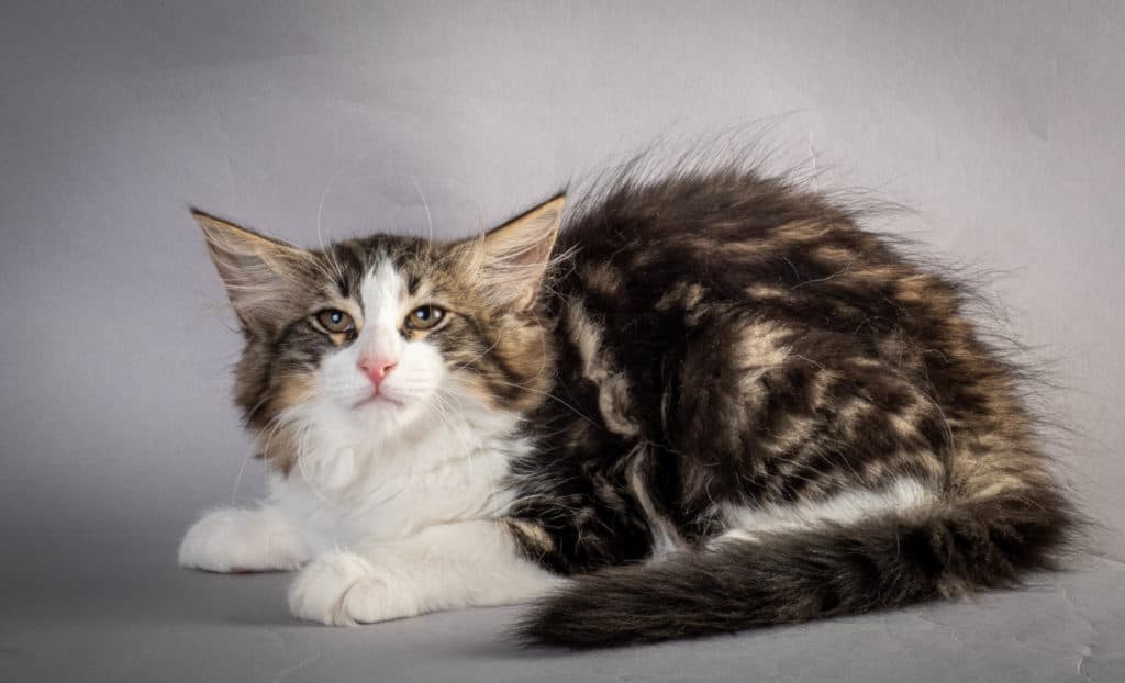 (N)Migoto's Jørgen, NFO n 03 22