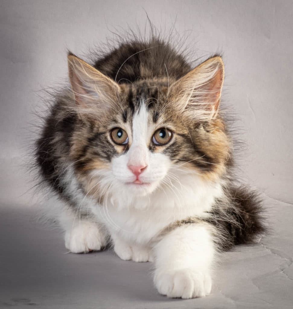 (N)Migoto's Jørgen, NFO n 03 22