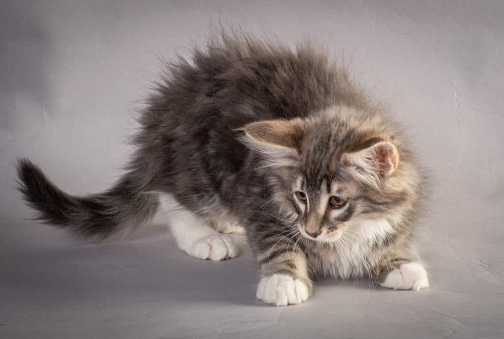 (N)Migoto's Junior, NFO a 09 22