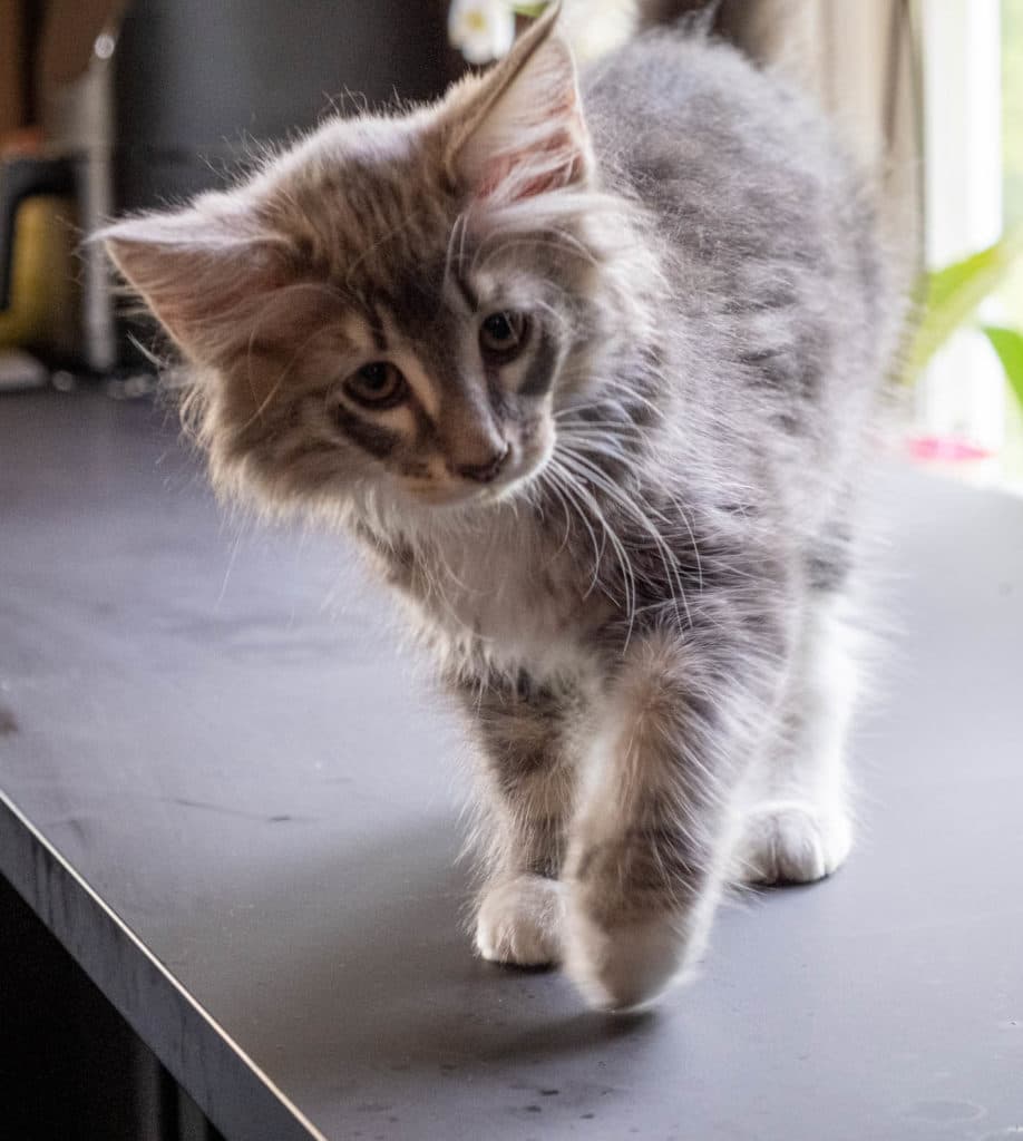 (N)Migoto's Junior, NFO a 09 22