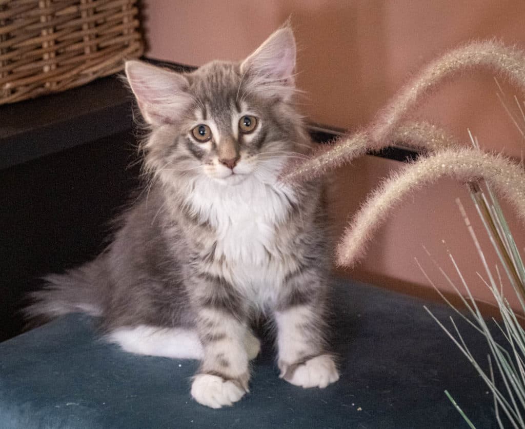 (N)Migoto's Junior, NFO a 09 22