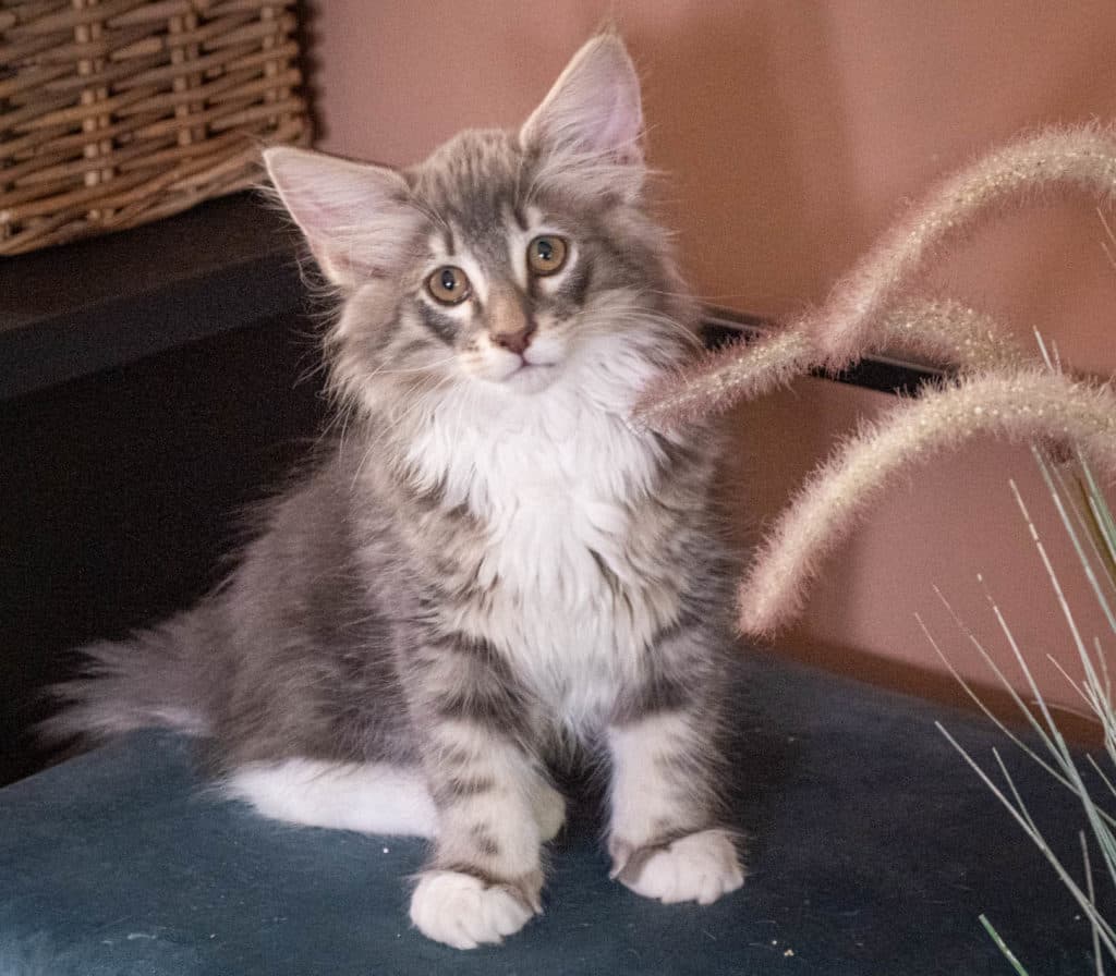 (N)Migoto's Junior, NFO a 09 22