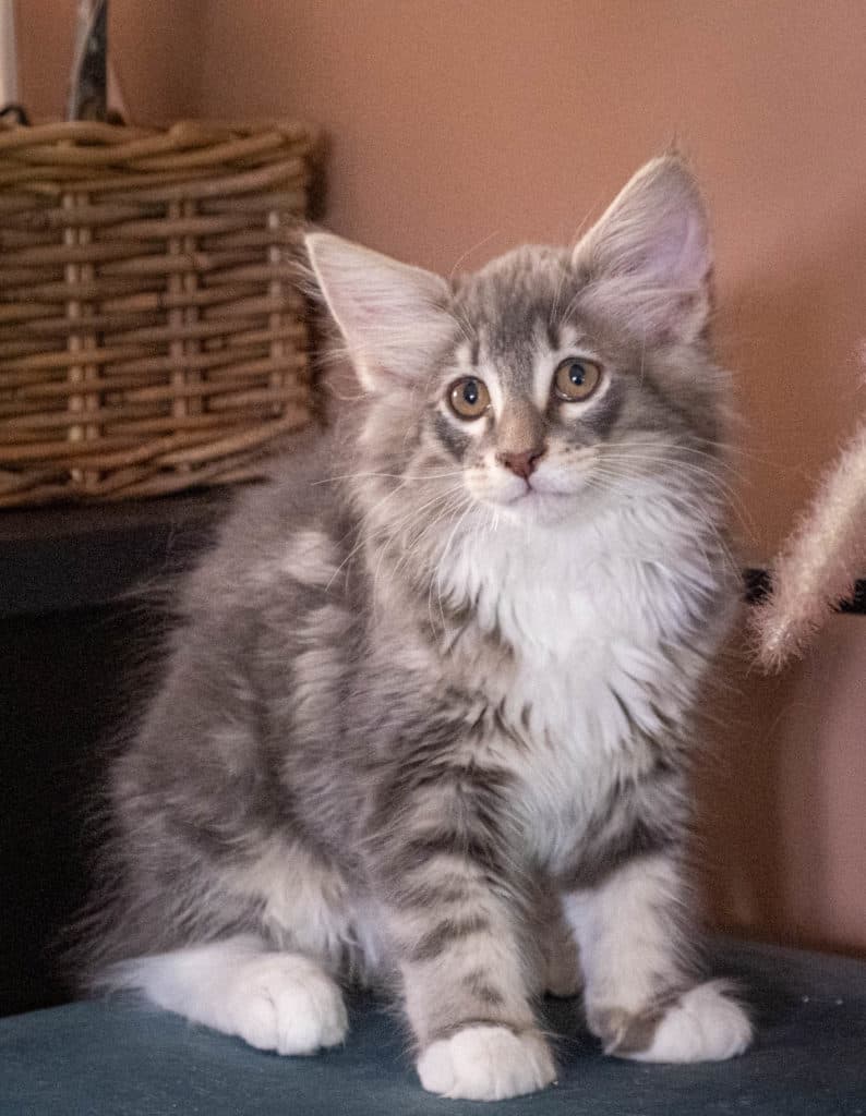 (N)Migoto's Junior, NFO a 09 22