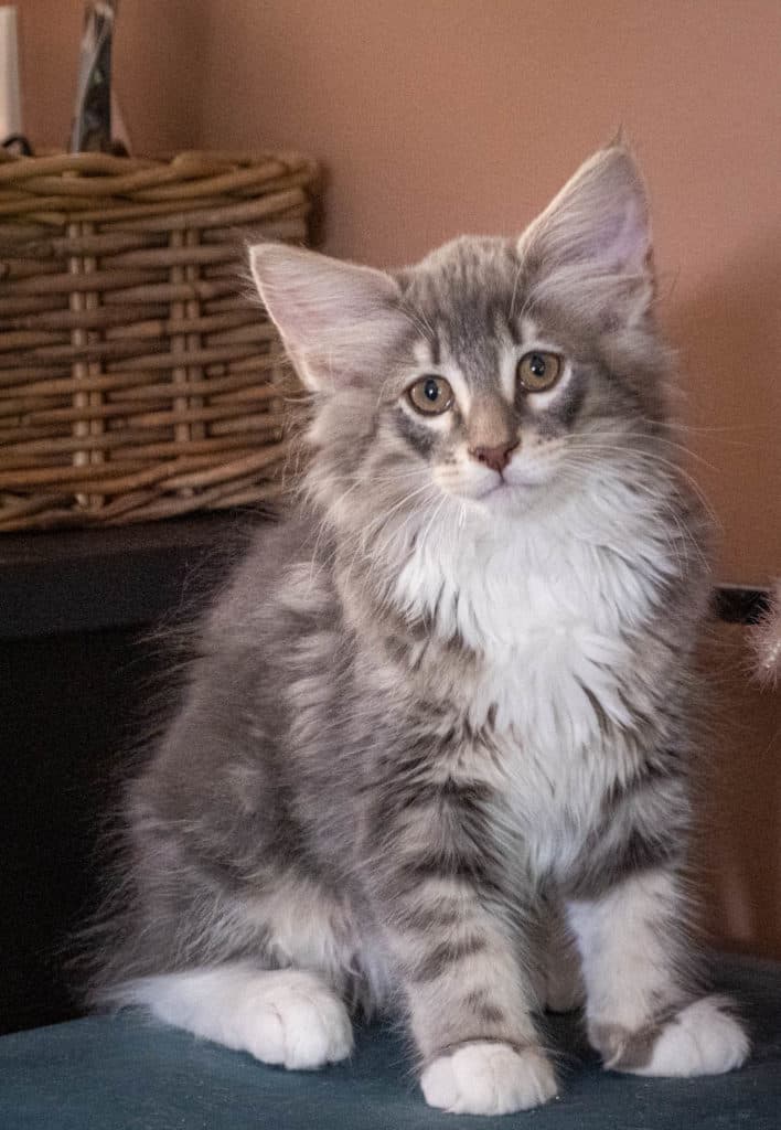 (N)Migoto's Junior, NFO a 09 22