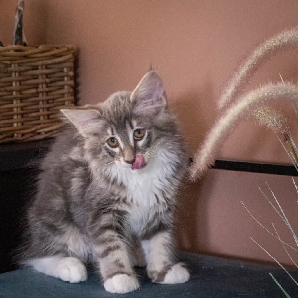 (N)Migoto's Junior, NFO a 09 22