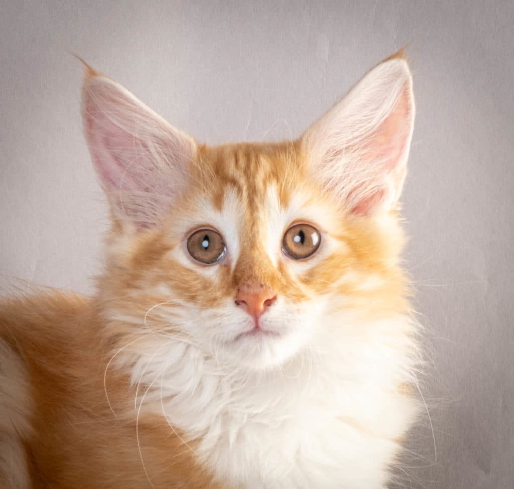 (N)Migoto's Jeppe, NFO d 09 22