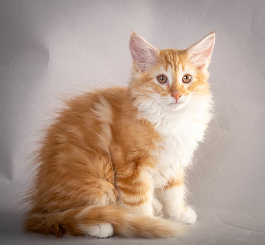 (N)Migoto's Jeppe, NFO d 09 22