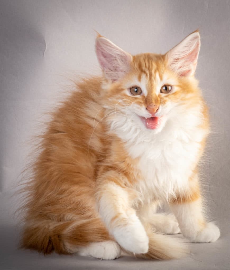 (N)Migoto's Jeppe, NFO d 09 22