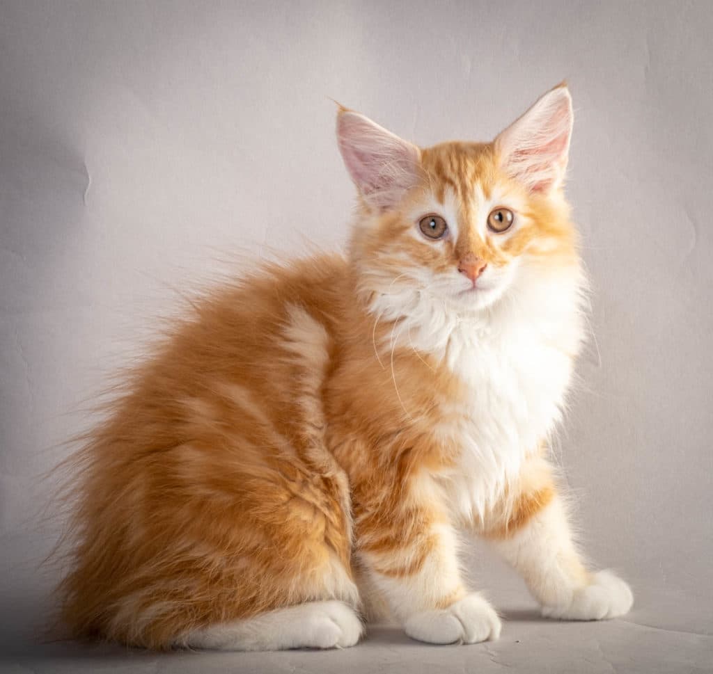 (N)Migoto's Jeppe, NFO d 09 22