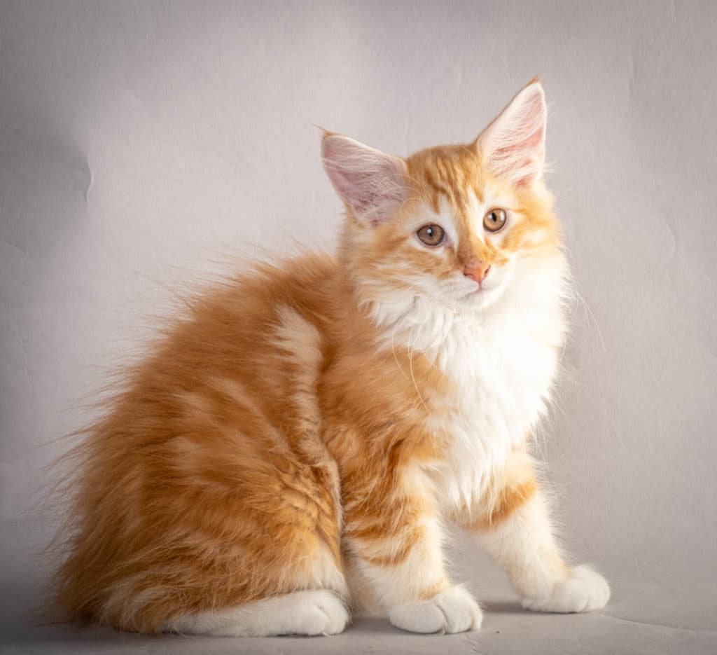 (N)Migoto's Jeppe, NFO d 09 22