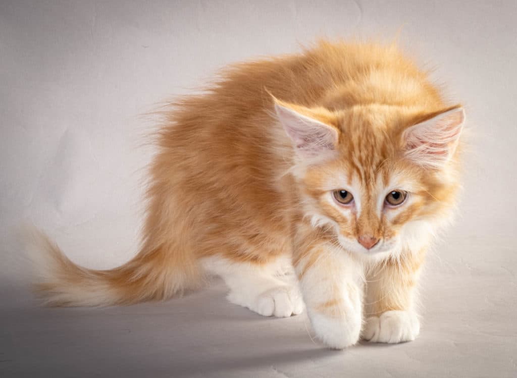 (N)Migoto's Jeppe, NFO d 09 22