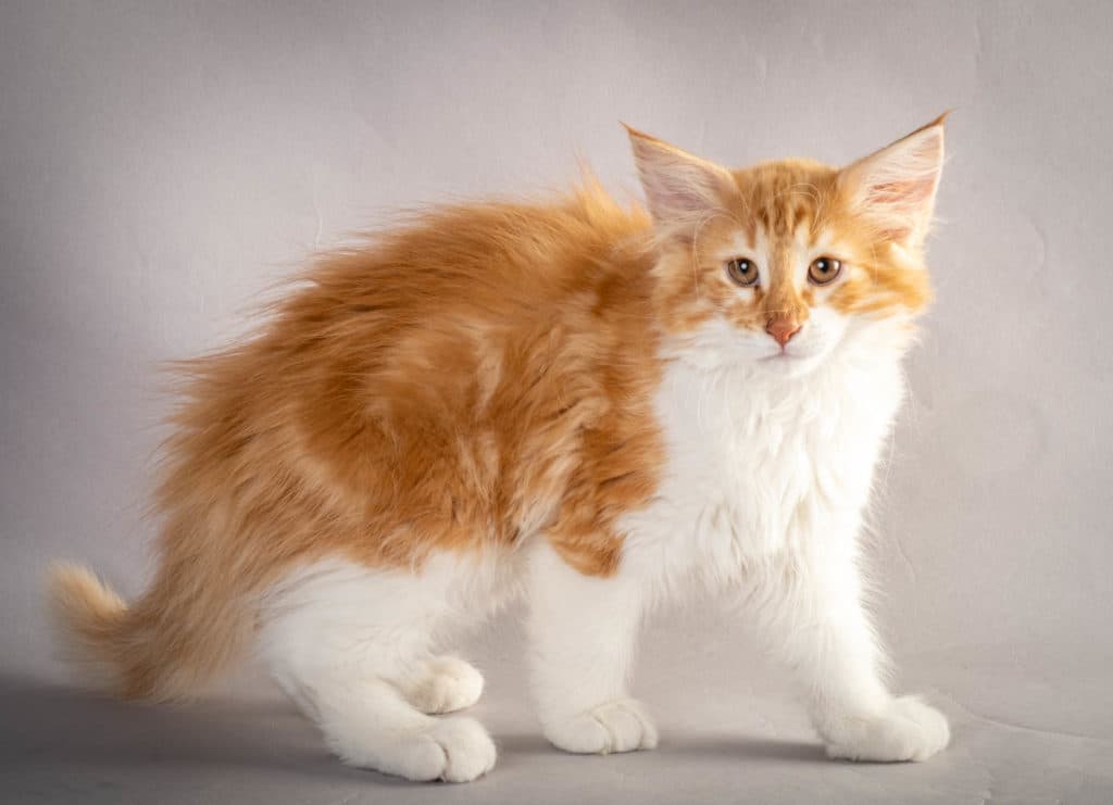 (N)Migoto's Julian, NFO d 03 22