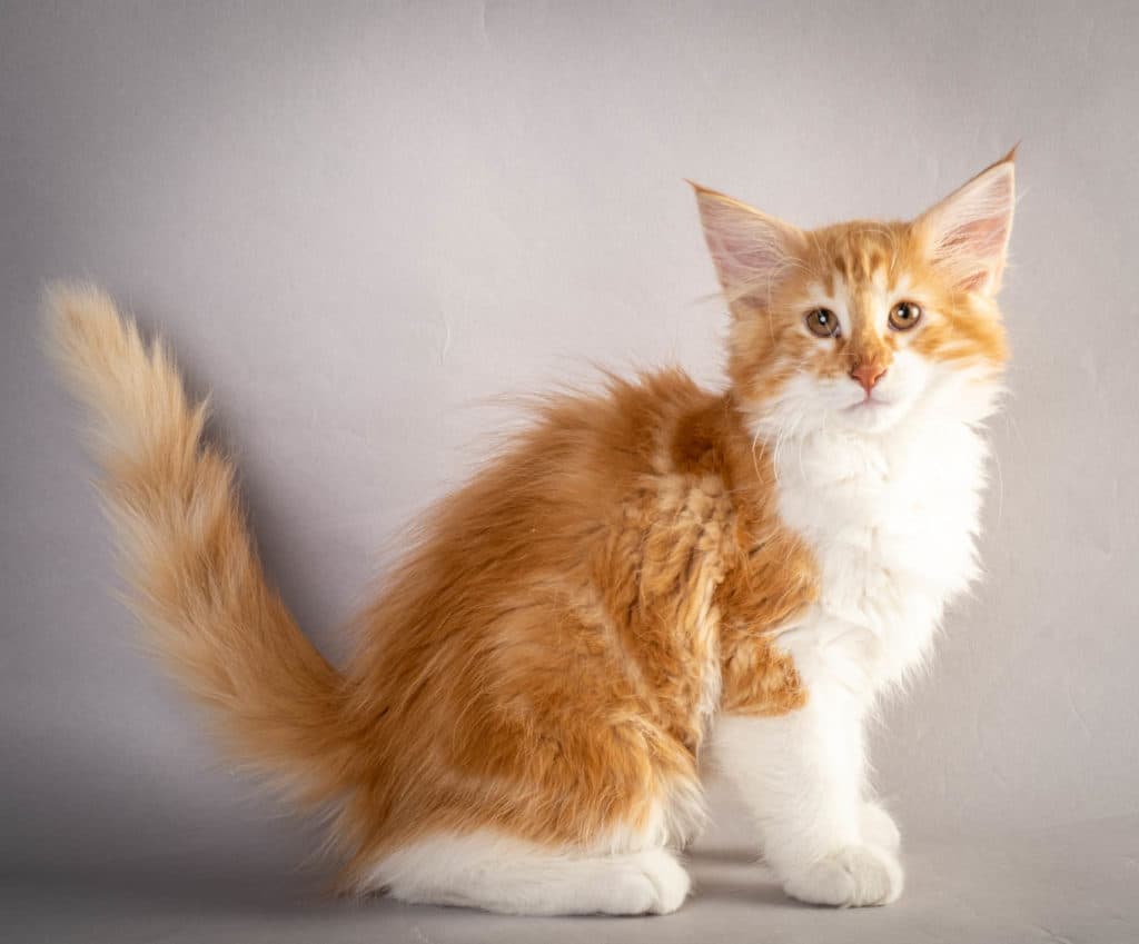 (N)Migoto's Julian, NFO d 03 22