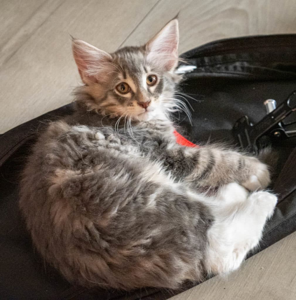 (N)Migoto's Junior, NFO a 09 22