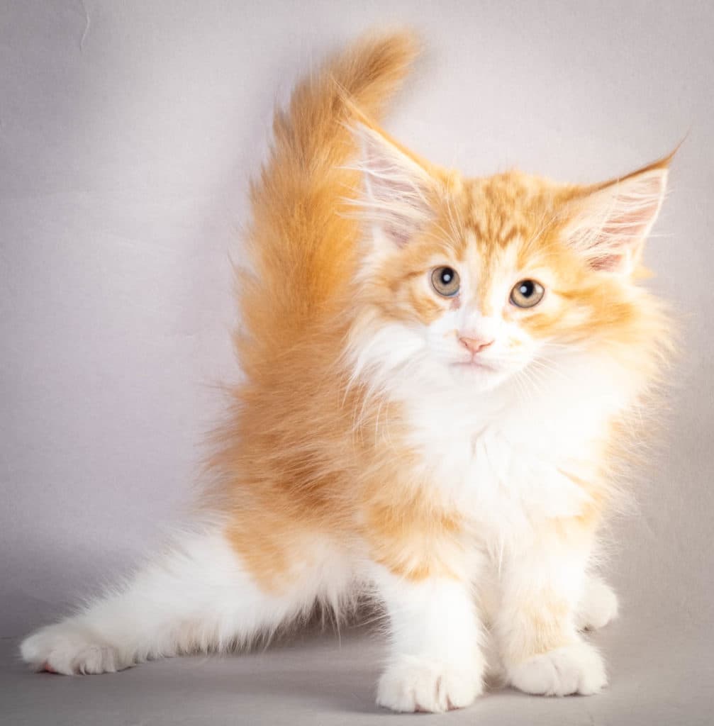 (N)Migoto's Kurt, NFO d 09 22