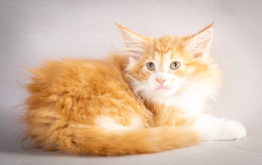 (N)Migoto's Kurt, NFO d 09 22