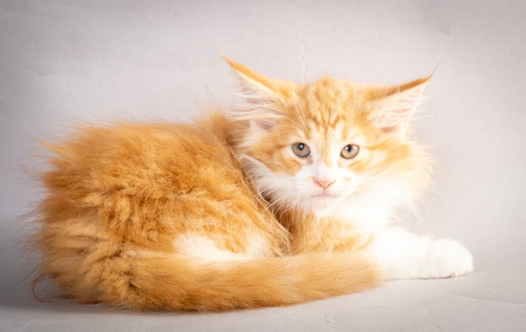 (N)Migoto's Kurt, NFO d 09 22