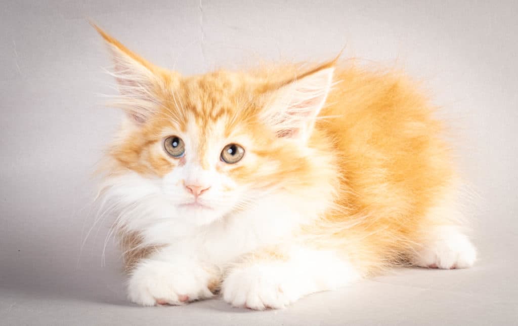 (N)Migoto's Kurt, NFO d 09 22