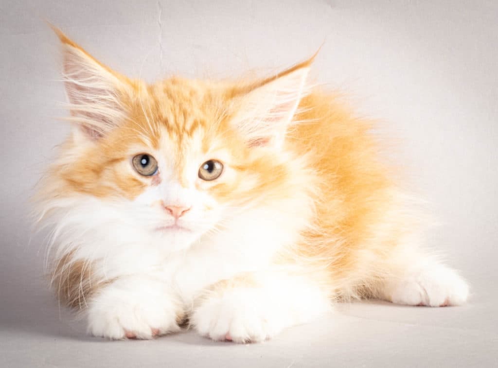 (N)Migoto's Kurt, NFO d 09 22