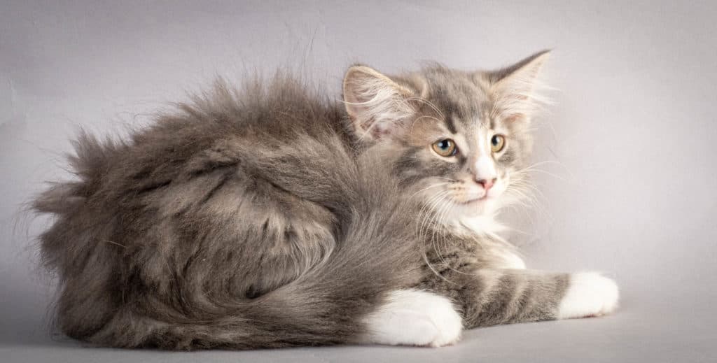 (N)Migoto's Kåre, NFO a 09 22