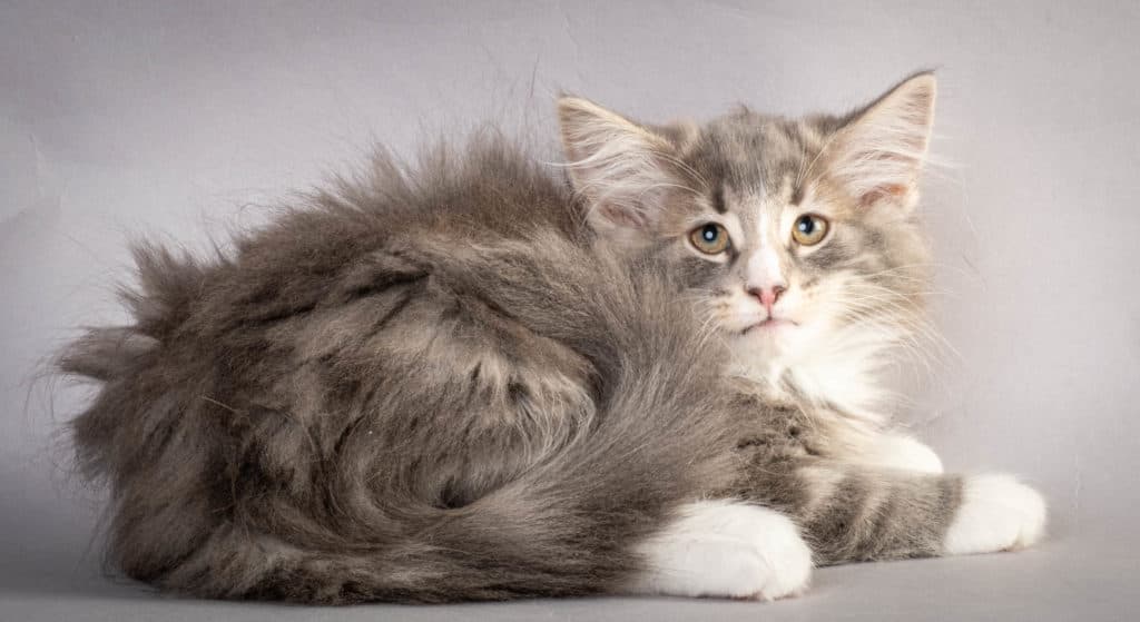 (N)Migoto's Kåre, NFO a 09 22