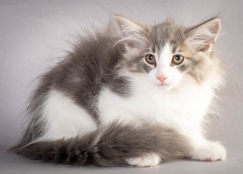 (N)Migoto's Kaiser, NFO a 03 22