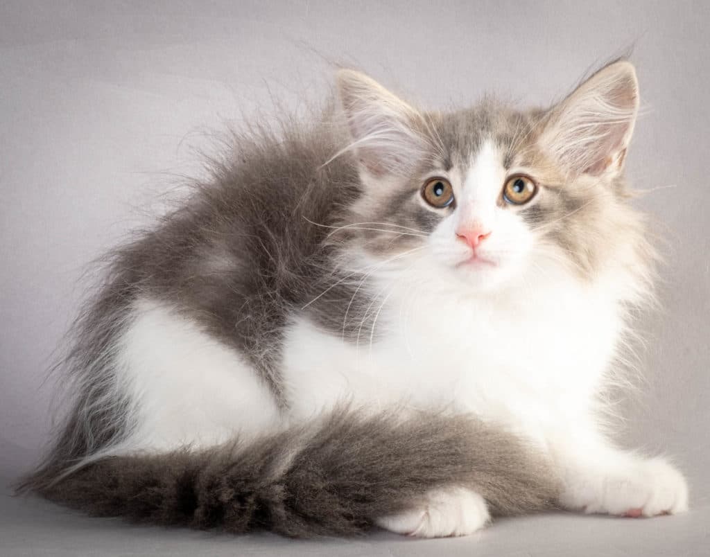 (N)Migoto's Kaiser, NFO a 03 22