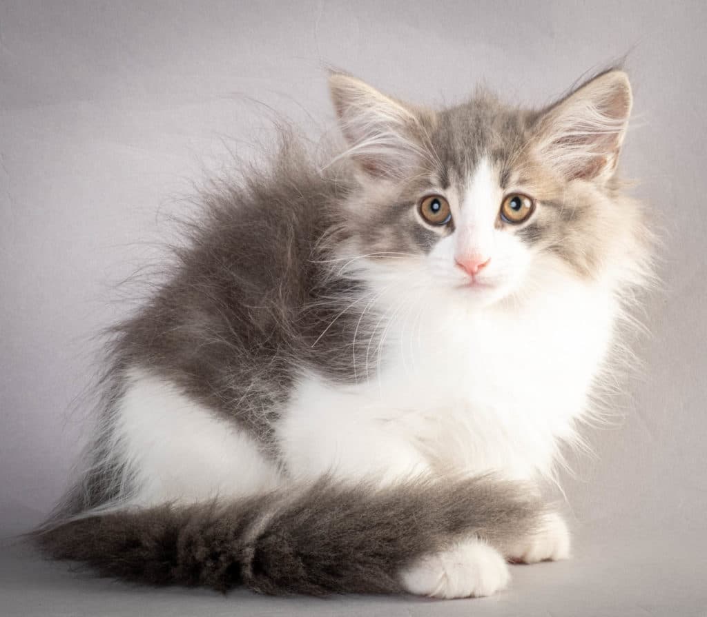 (N)Migoto's Kaiser, NFO a 03 22