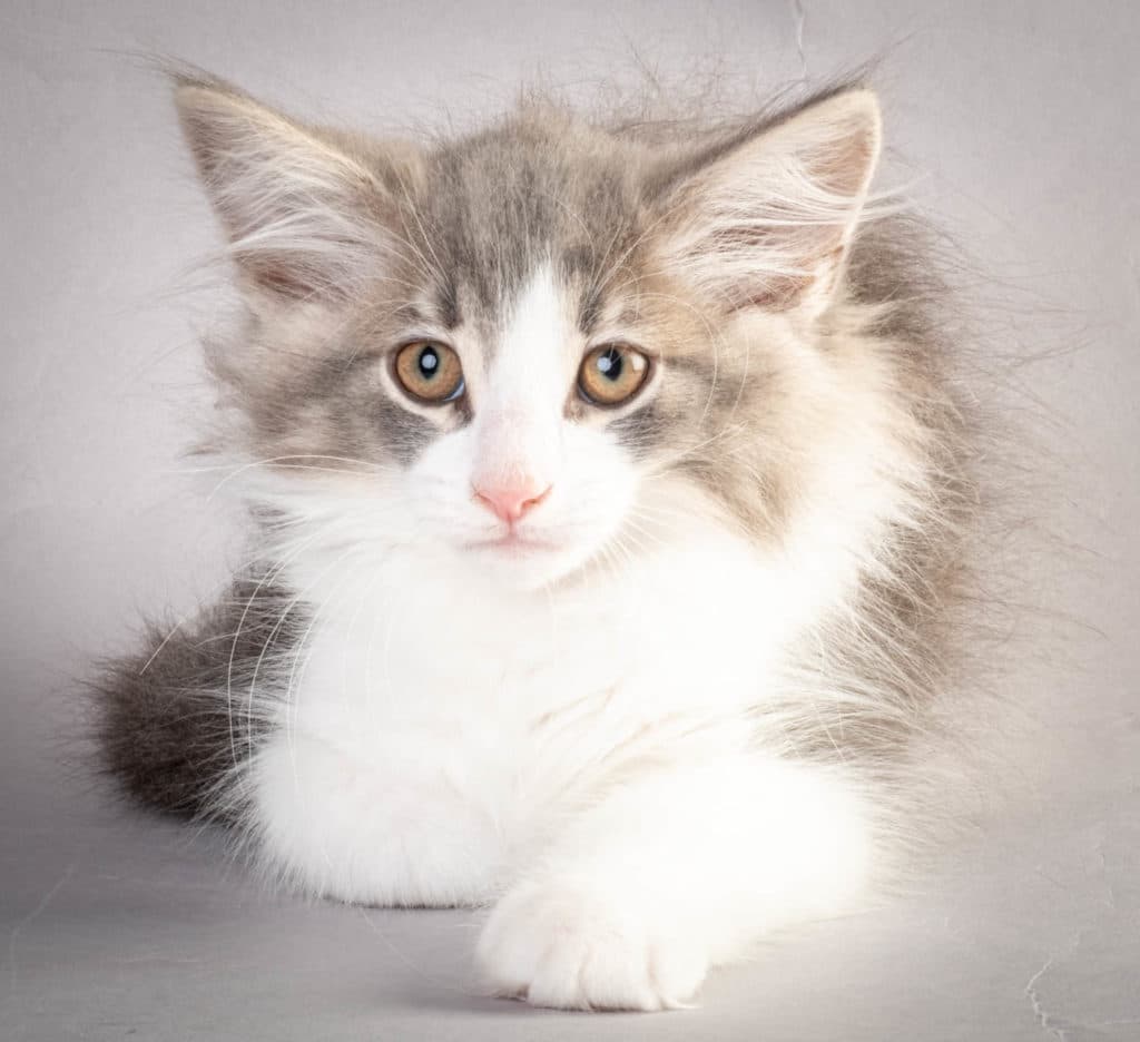 (N)Migoto's Kaiser, NFO a 03 22