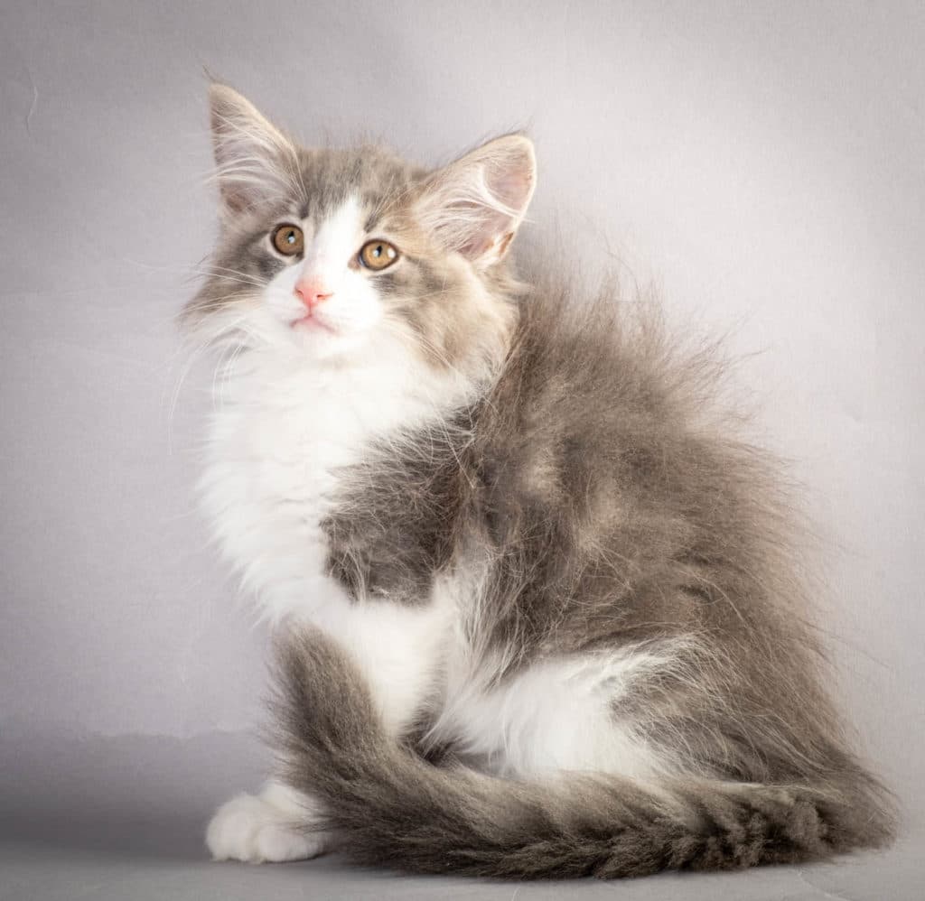 (N)Migoto's Kaiser, NFO a 03 22