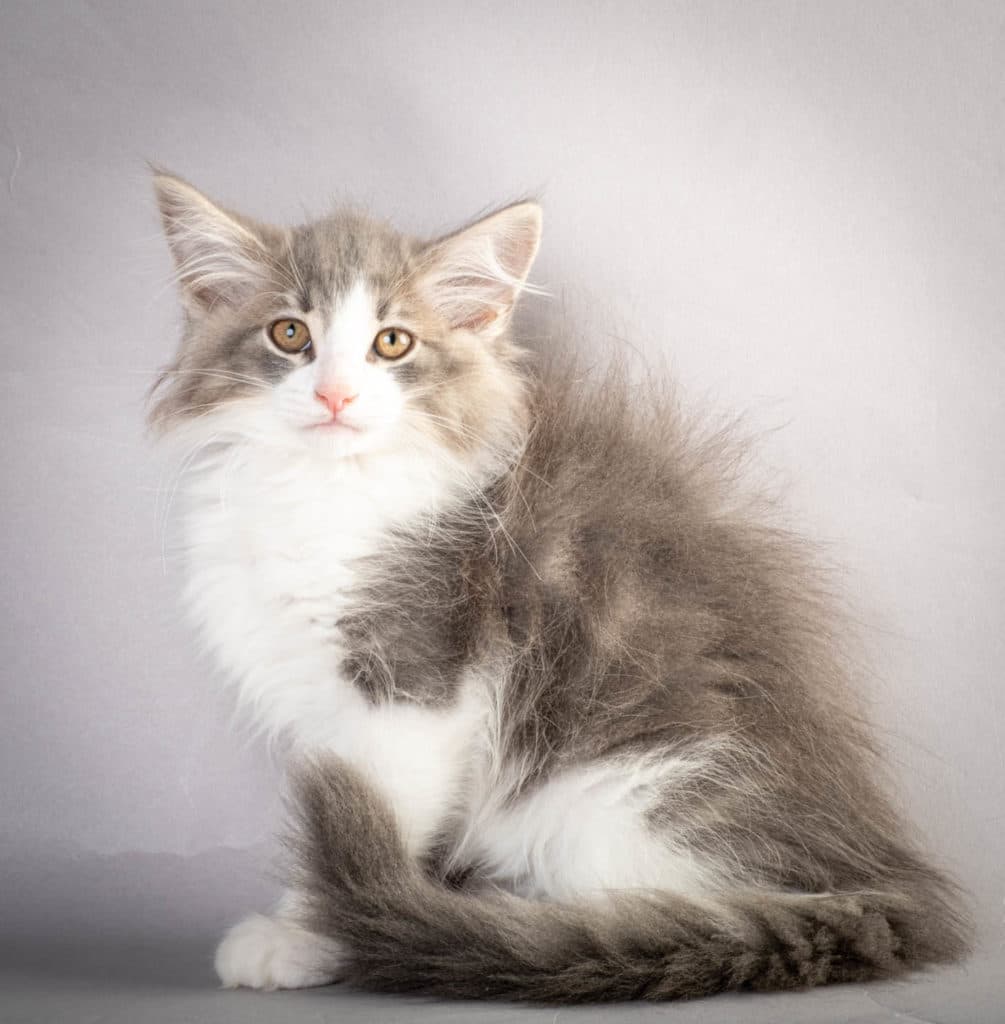 (N)Migoto's Kaiser, NFO a 03 22