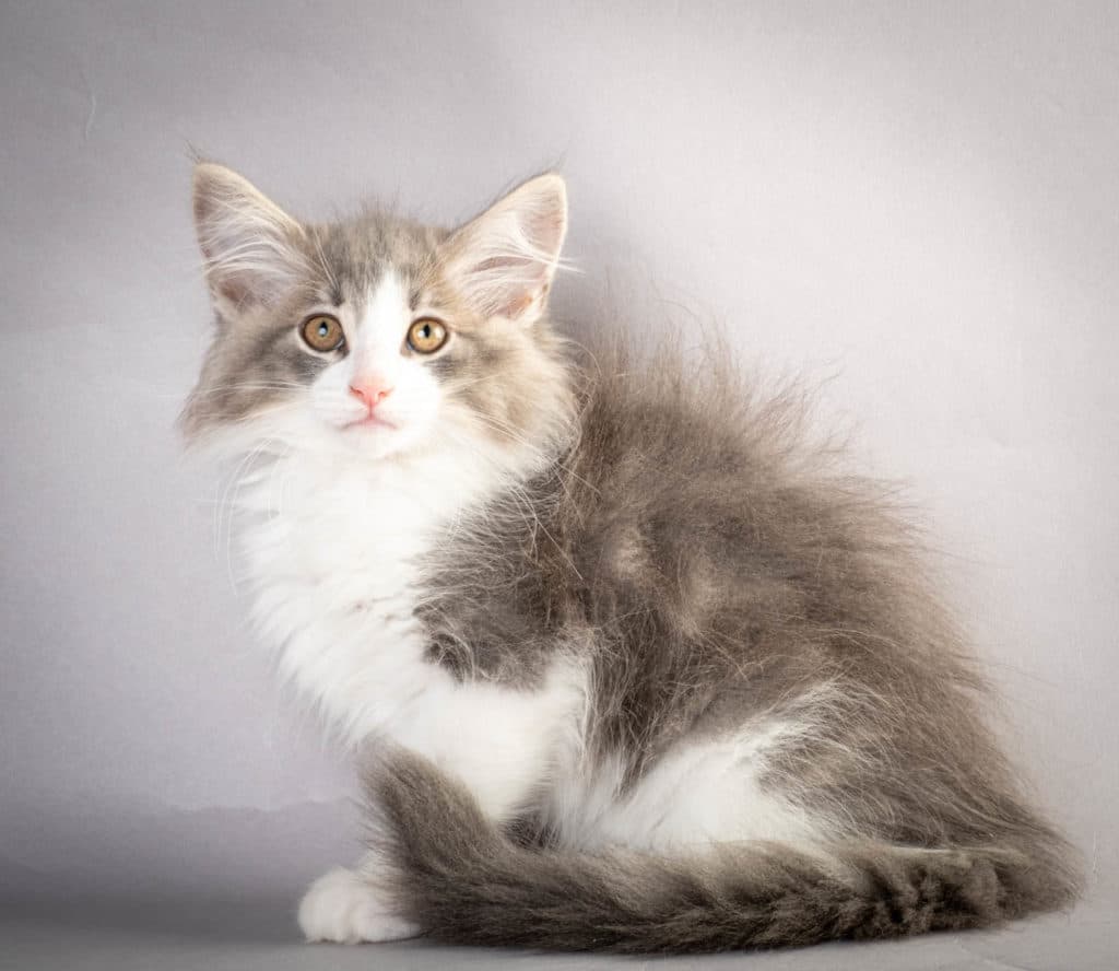 (N)Migoto's Kaiser, NFO a 03 22