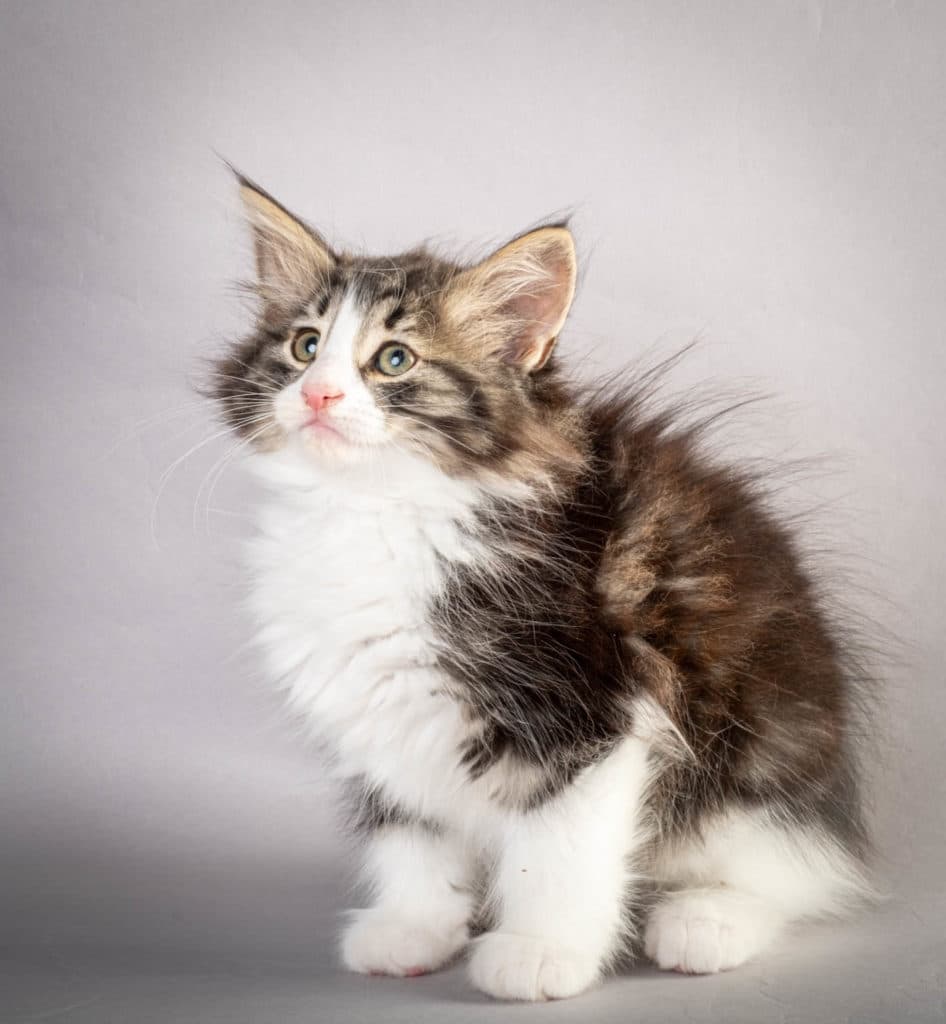 (N)Migoto's Ken, NFO n 03 22