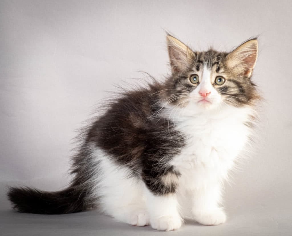 (N)Migoto's Ken, NFO n 03 22