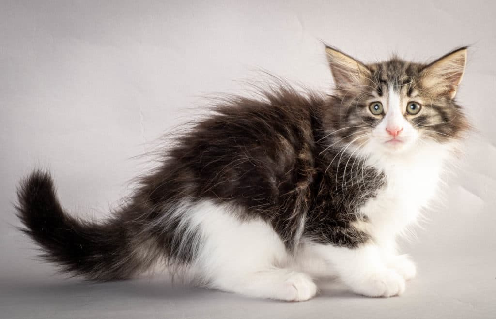 (N)Migoto's Ken, NFO n 03 22