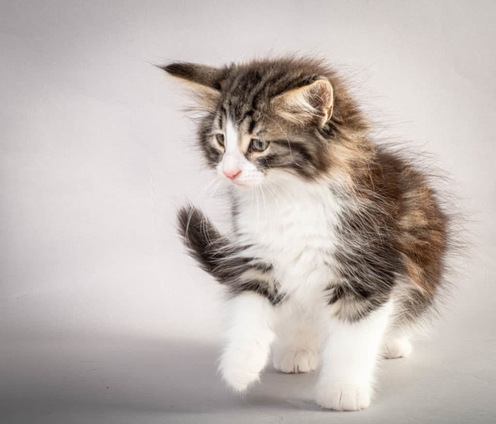 (N)Migoto's Ken, NFO n 03 22