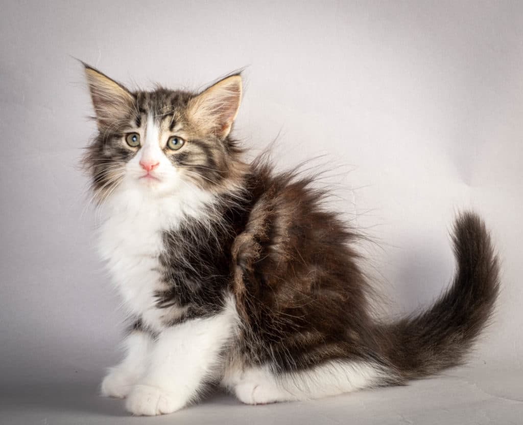 (N)Migoto's Ken, NFO n 03 22