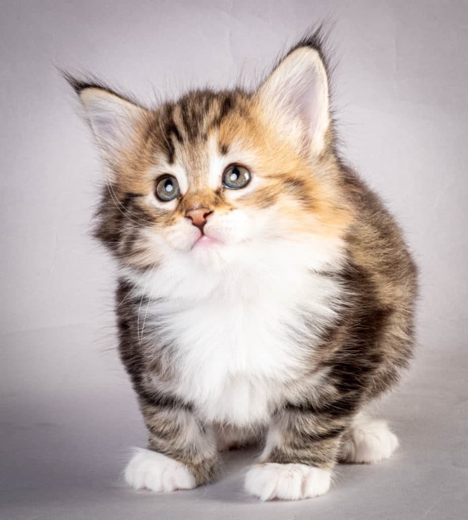 (N)Migoto's Lerke, NFO f 09 22