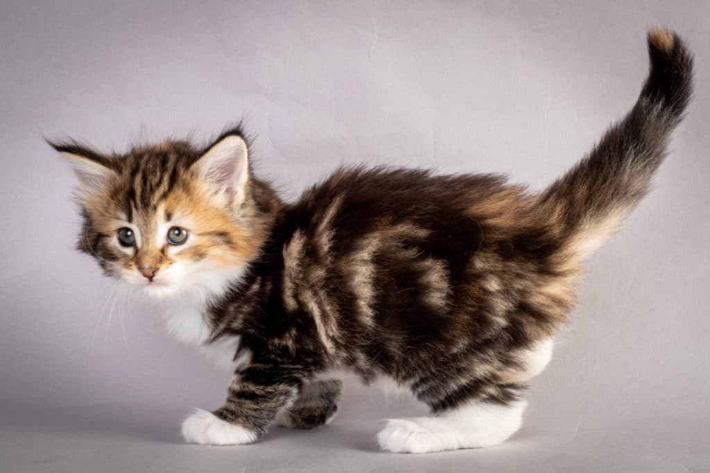 (N)Migoto's Lerke, NFO f 09 22