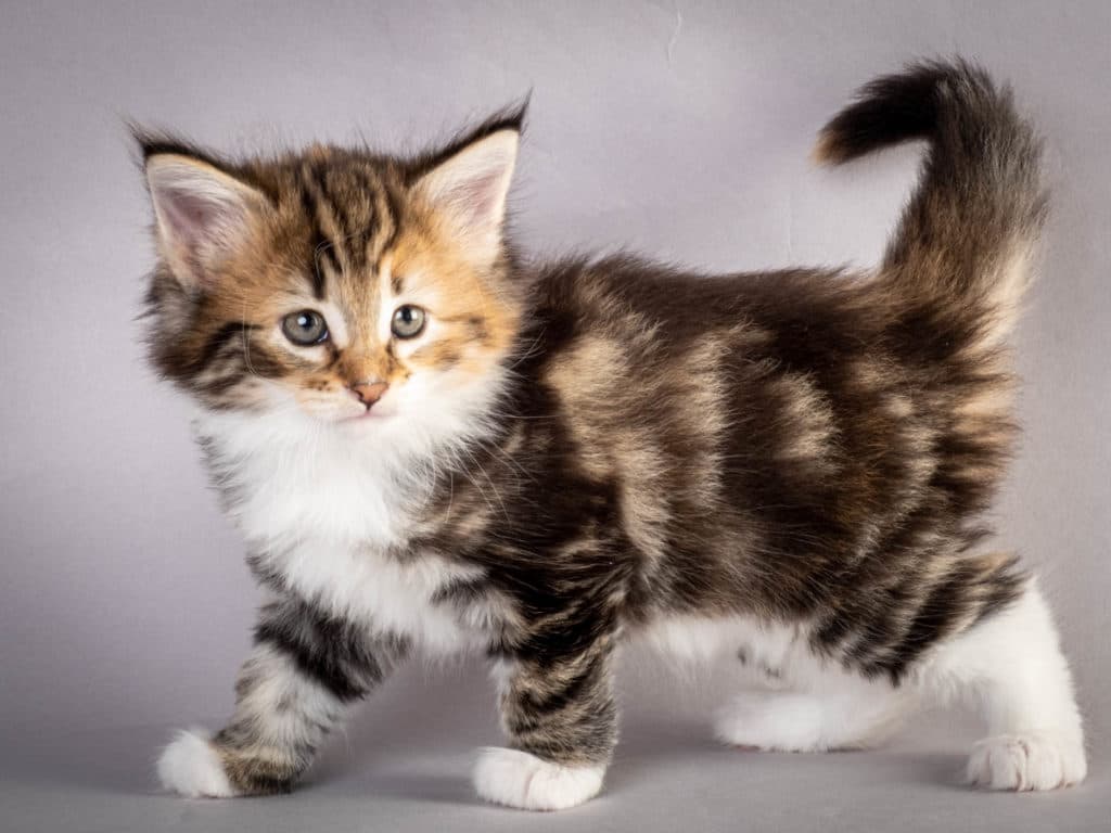 (N)Migoto's Lerke, NFO f 09 22