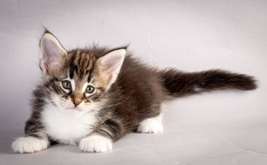 (N)Migoto's Liva, NFO n 09 22