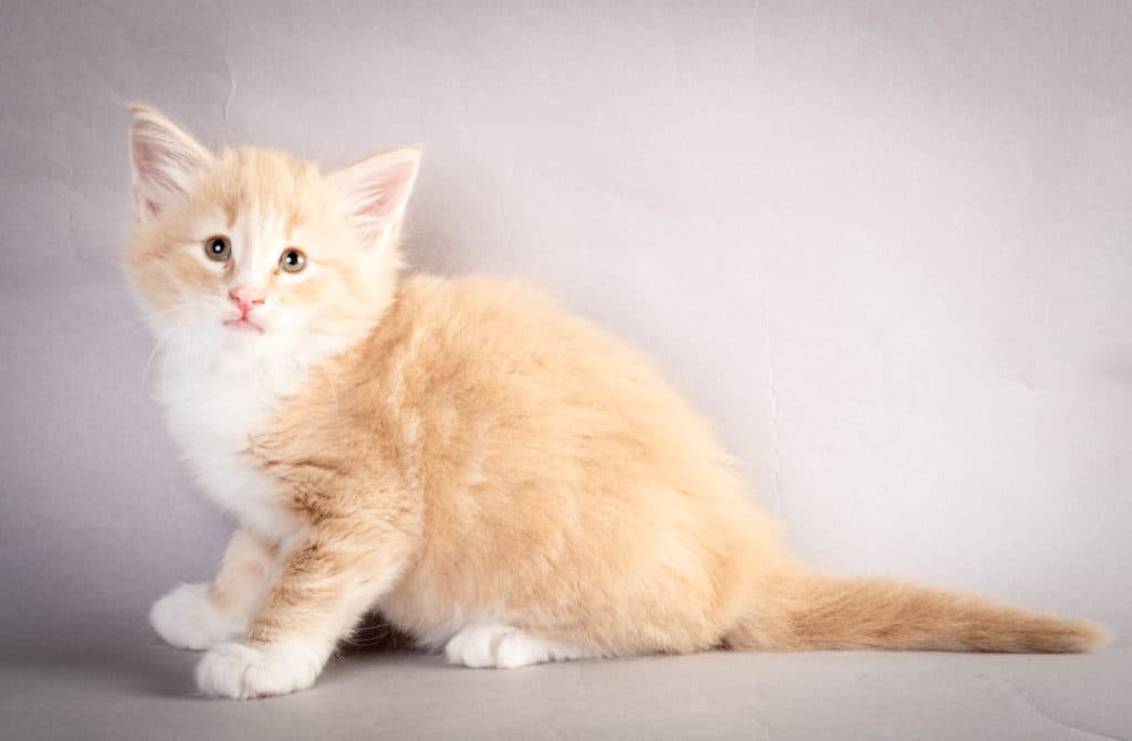 (N)Migoto's Laban, NFO e 09 22