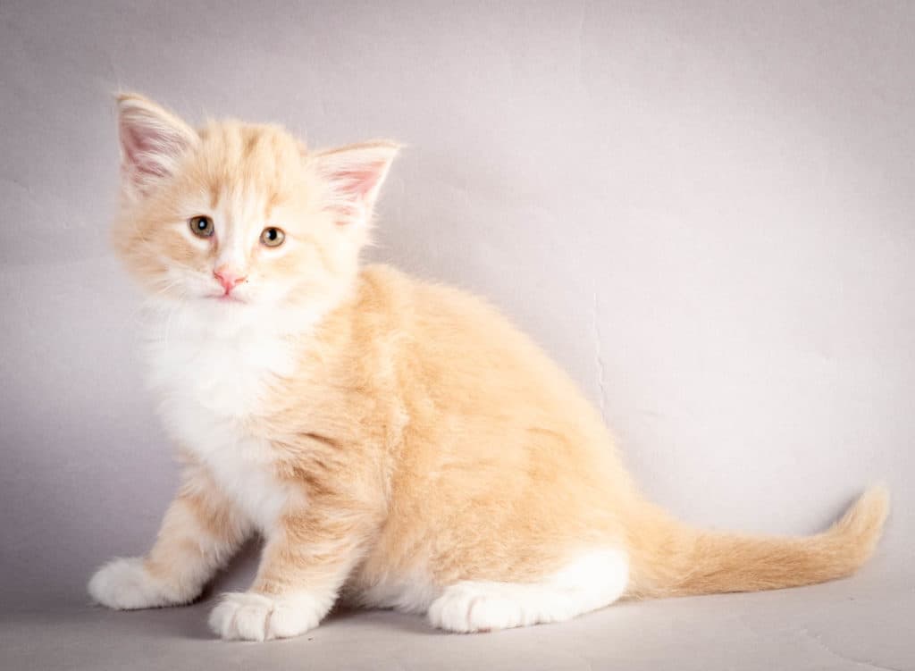 (N)Migoto's Laban, NFO e 09 22